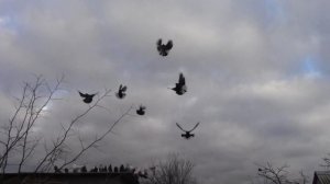 Николаевские голуби Пеева Андрея г. Одесса