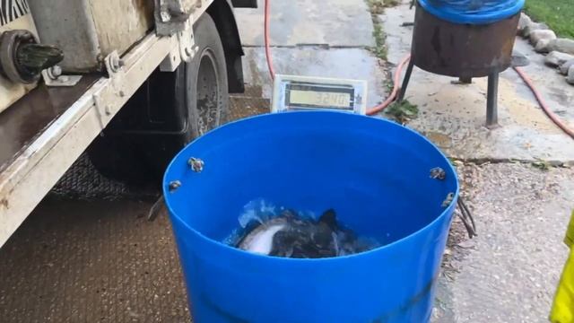 Пополняем садки бойкой форелью смотреть онлайн