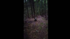 В лесу гулял, нашёл такое...