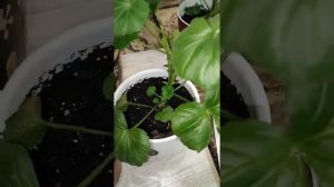 Подкормка герани после обрезки. Бюджетно, эффективно и доступно!