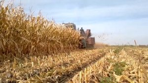 КСКУ 6 ХЕРСОНЕЦ 200   УБОРКА КУКУРУЗЫ