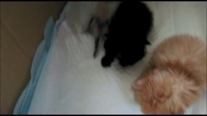 ПОДКИНУЛИ ГРУДНЫХ КОТЯТ