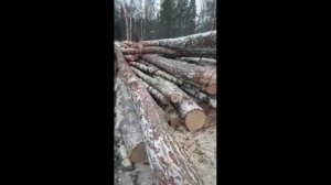 Отвал (толкатель) Штабелер для трактора  МТЗ 1221 МТЗ 80 , 82 в работе от производителя