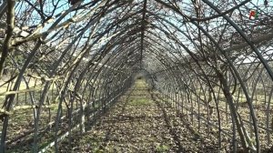 Киви в Абхазии