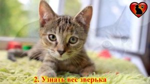Как Узнать Возраст Найденного Котенка?!