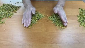 Отбор аналитических проб лекарственного растительного сырья из средней