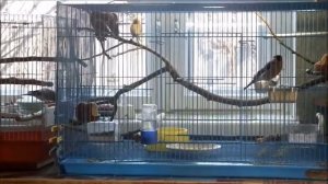 Распевка репела и повседневная жизнь птиц