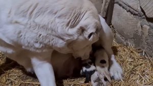 рождение щенят Алабай первые мгновения жизни!!!