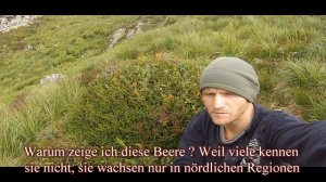 Ягоды шикши