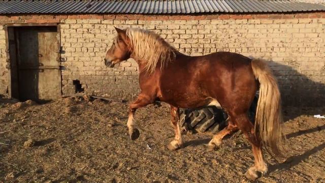 Продажа  лошадей тяжеловозных пород