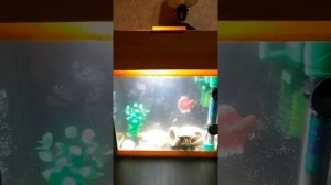 Аквариум 5 литров, неоны и петушок - самец, как обитают вместе 2022 год