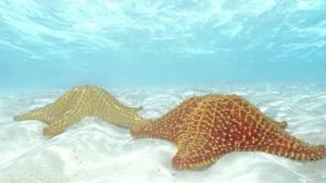 Релакс. Умиротворяющий шум моря.