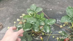 купчихи много не надо