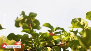 3 сентября - День Василисы и Фаддея. Традиции. История. Народный праздник. Поговорки и приметы.