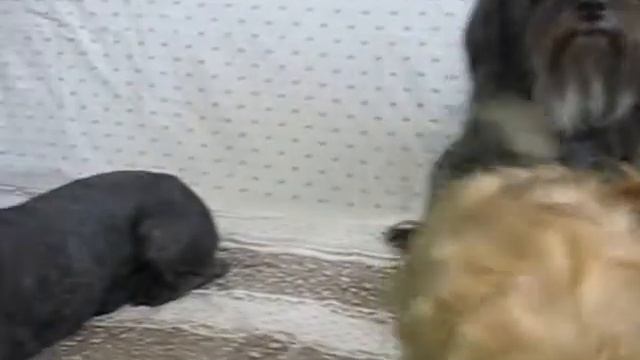 Питомник "Цвет Хибин".Мои цветные болонки 22.04.2011г. смотреть онлайн