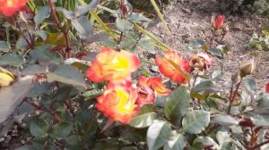 Роза " МАСКАРАД ".