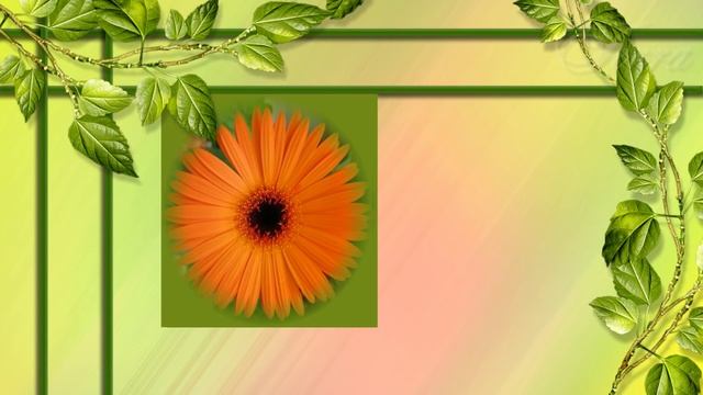 Красота цветов. Цветы герберы смотреть онлайн