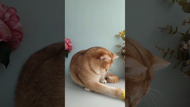 Благородный золотой британец ждет ваших лайков 🤔 #кот #золотаяшиншила #британцы #котики #briny12 смотреть онлайн