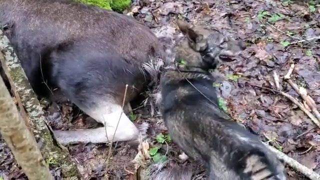 Загонная охота на лося в Псковской области смотреть онлайн