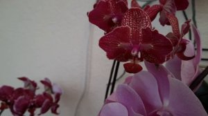 Орхидеи в цвету, обзор,  котенок Марсель и чихуахуа