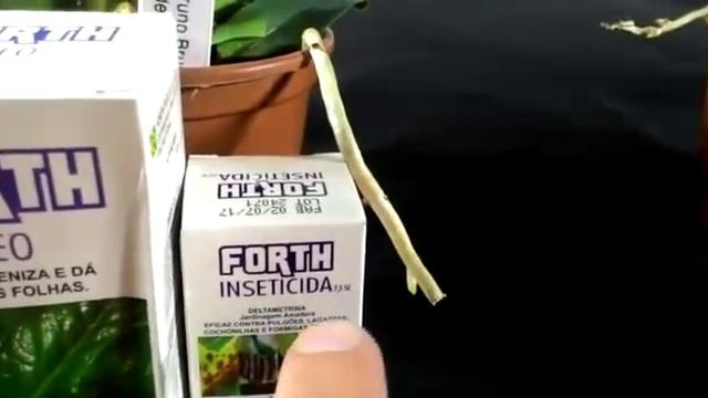 CORRE! Kit Com 10 Lindas Orquídeas Cattleya no vaso Com Id + 6 Brinde смотреть онлайн