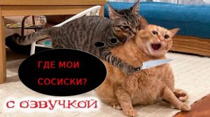 Приколы с котами! Смешная озвучка животных! Смешные коты!