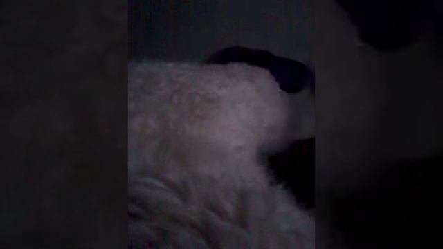 Как расчесывать собак