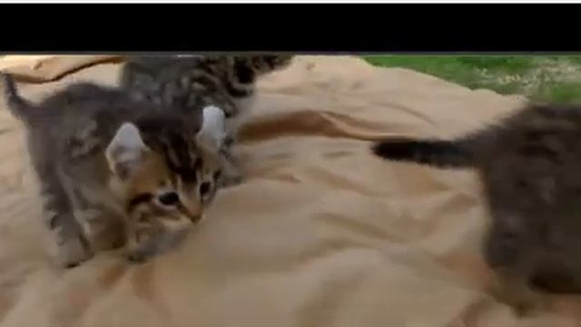 Kittens lynces, 5 weeks Котята рыси, 5 недель смотреть онлайн