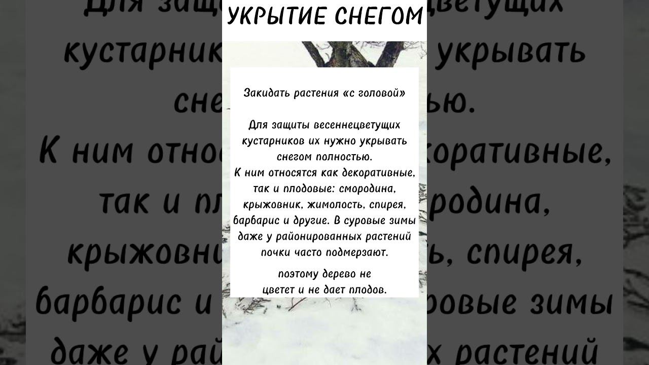 Самое эффективное укрытие растений. Укрываем снегом!  #советысадоводам #советыогородникам