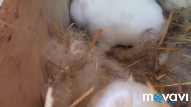 Когда Крольчата Открывают Глаза.  Новорожденные  Крольчата. Часть 3