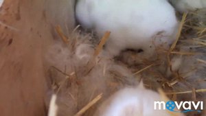 Когда Крольчата Открывают Глаза.  Новорожденные  Крольчата. Часть 3