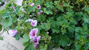 Засухоустойчивые цветы. 30 неприхотливых многолетников для сада.