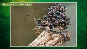 Хищнец .Жук убийца .