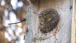 Воробьиный сыч