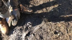 Функциональна расчистка копыт у коровы|Травмировал  конечность металлом |