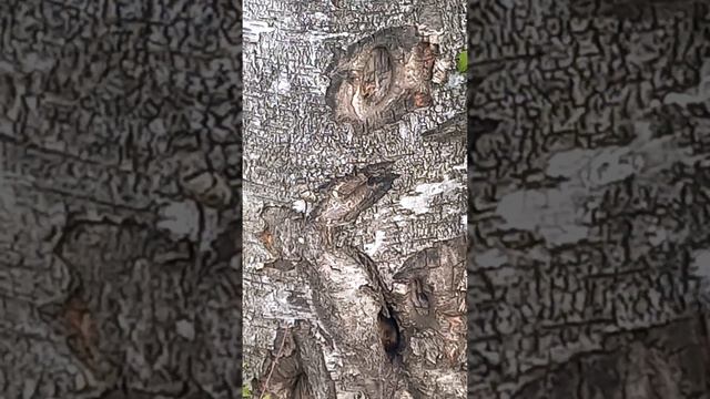 Сероглазый небесный рыцарь гладит созвездие Овен с кареглазым Клавдием Птолемеем над созвездием Рак смотреть онлайн