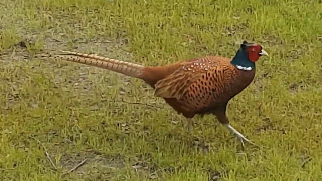 Снова вместе, снова рядом! / 81 смотреть онлайн