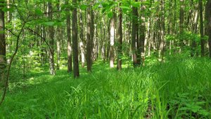 Панорамные двери на террасу Schueco