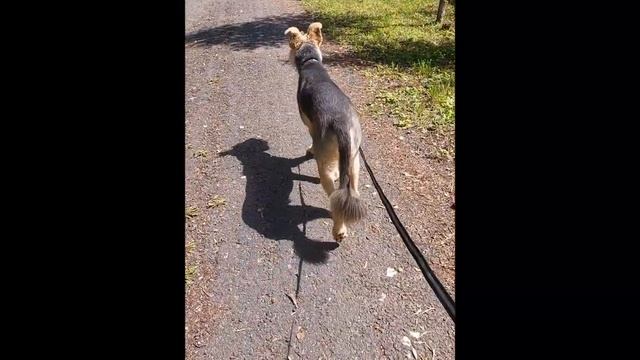 Когда на улице промозглая осень, мы с Баффи вспоминаем летние прогулки по дороге с облаками смотреть онлайн