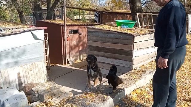 Каркуша - друг, вор и кладовщик!))) Karkusha is a friend, a thief and a storekeeper!)))