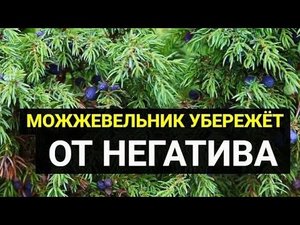 Магическое растение можжевельник убережёт от негатива