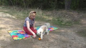 Как научить собаку ПРИНОСИТЬ МЯЧИК/Дрессировка собак