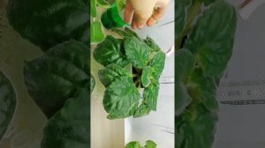 Стеллаж для фиалок?) Освещение ?☝️