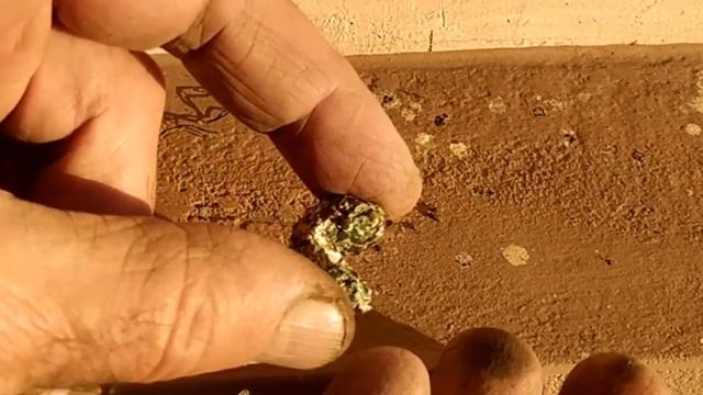 Кажется, метаризин работает - гибель личинки хруща смотреть онлайн