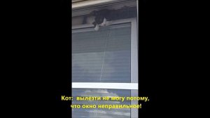 Кот и окно