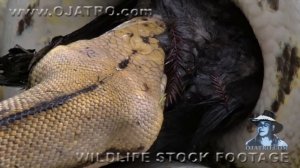 Python Eats Duck 01 - Snake Kills Bird