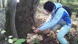 За опятами в Афонку