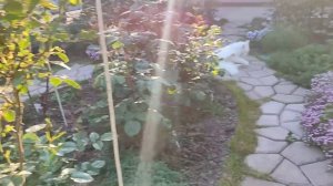 Vlog-214  Розы готовы распускаться. Кристиан Тетедой показала цвет! Меняю обстановку, иду к пионам?