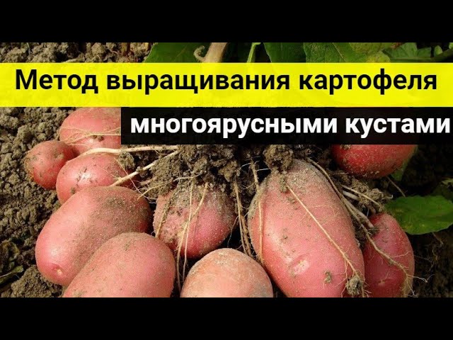 Метод выращивания картофеля многоярусными кустами — с одного куста получаем 15 кг клубней.