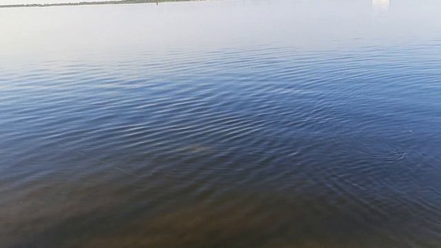 РЫБАЛКА НА САЗАНА. МОЩНЫЕ ПОКЛЁВКИ, Ловля дикого сазана 2020. смотреть онлайн